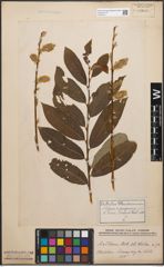 Foto von Salix caprea L. x Salix purpurea L.